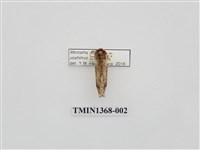 藏品(灰小掌舟蛾)的圖片